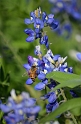 Kids_BlueBonnets_2012 (158)